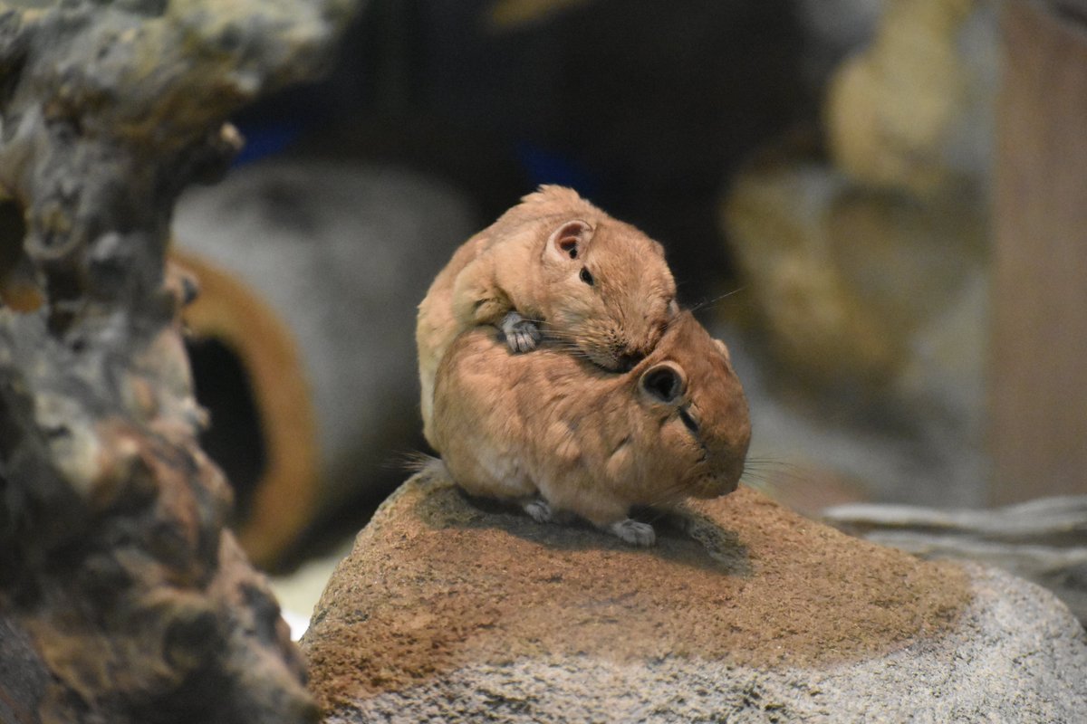 seibutuen_info's tweet photo. グンディ！グンディ！
#グンディ
#足立区生物園 https://t.co/UZv9zLMoCO