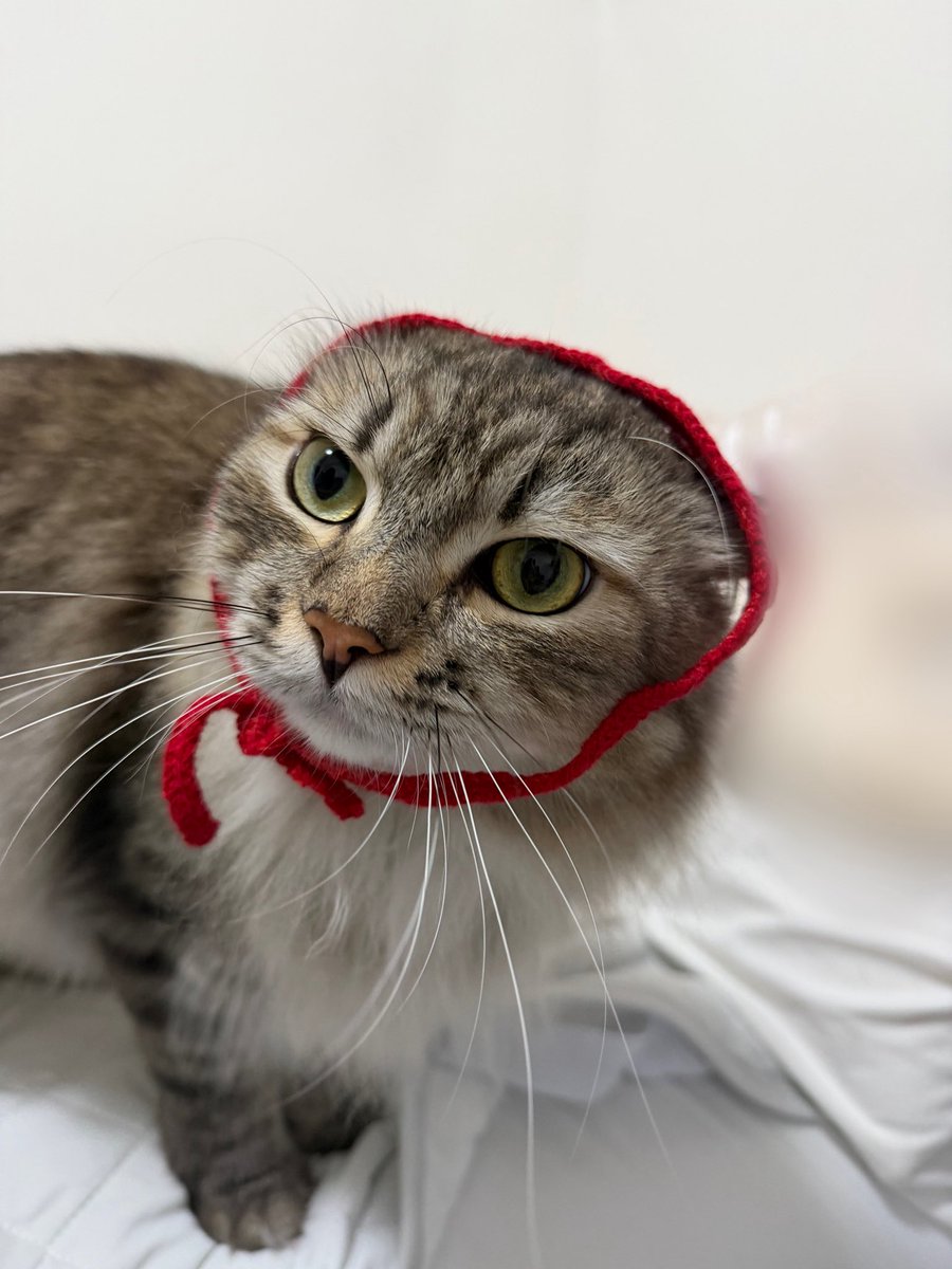 siberian_roy's tweet photo. 飼い主的に可愛くてブチギレられた記憶はなかったんですが、写真を見返すと他もブチギレていました https://t.co/ZDQ52h7Rl8