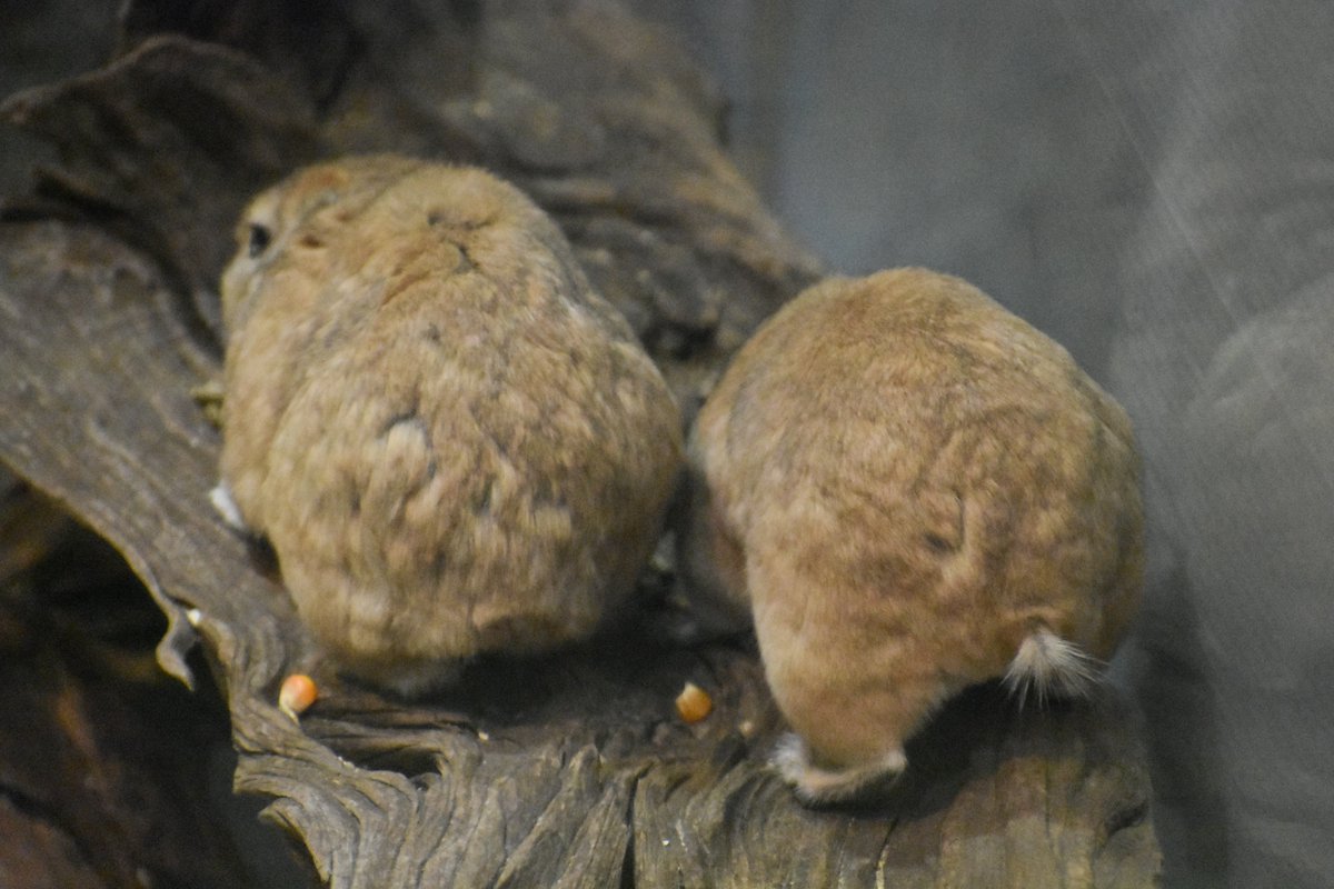 seibutuen_info's tweet photo. グンディ！グンディ！
#グンディ
#足立区生物園 https://t.co/UZv9zLMoCO