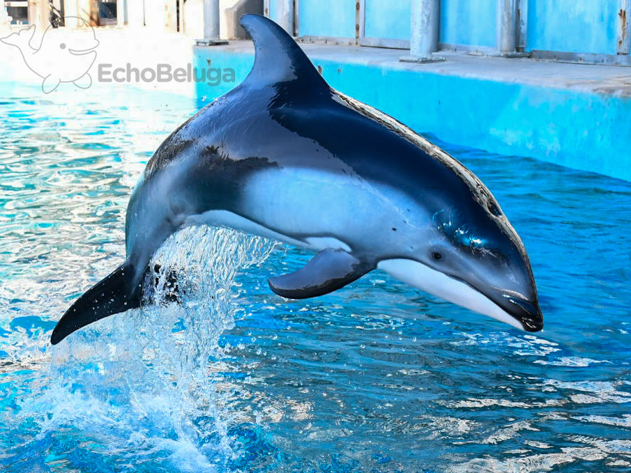 EchoBeluga tweet media