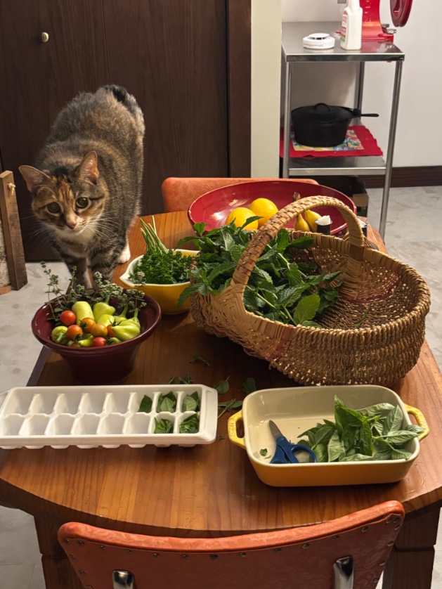 ChrisGo06119032's tweet photo. First harvest from my urban garden… https://t.co/4r7BKruIfu