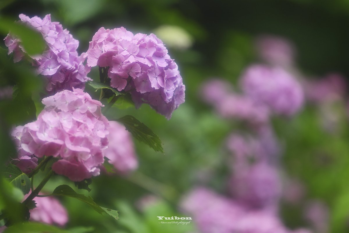 T_Yuibon's tweet photo. 赤紫に染まる花の園🌼
#ファインダー越しの私の世界 
#TLを花でいっぱいしよう #紫陽花͛ https://t.co/1X07gLCMV8