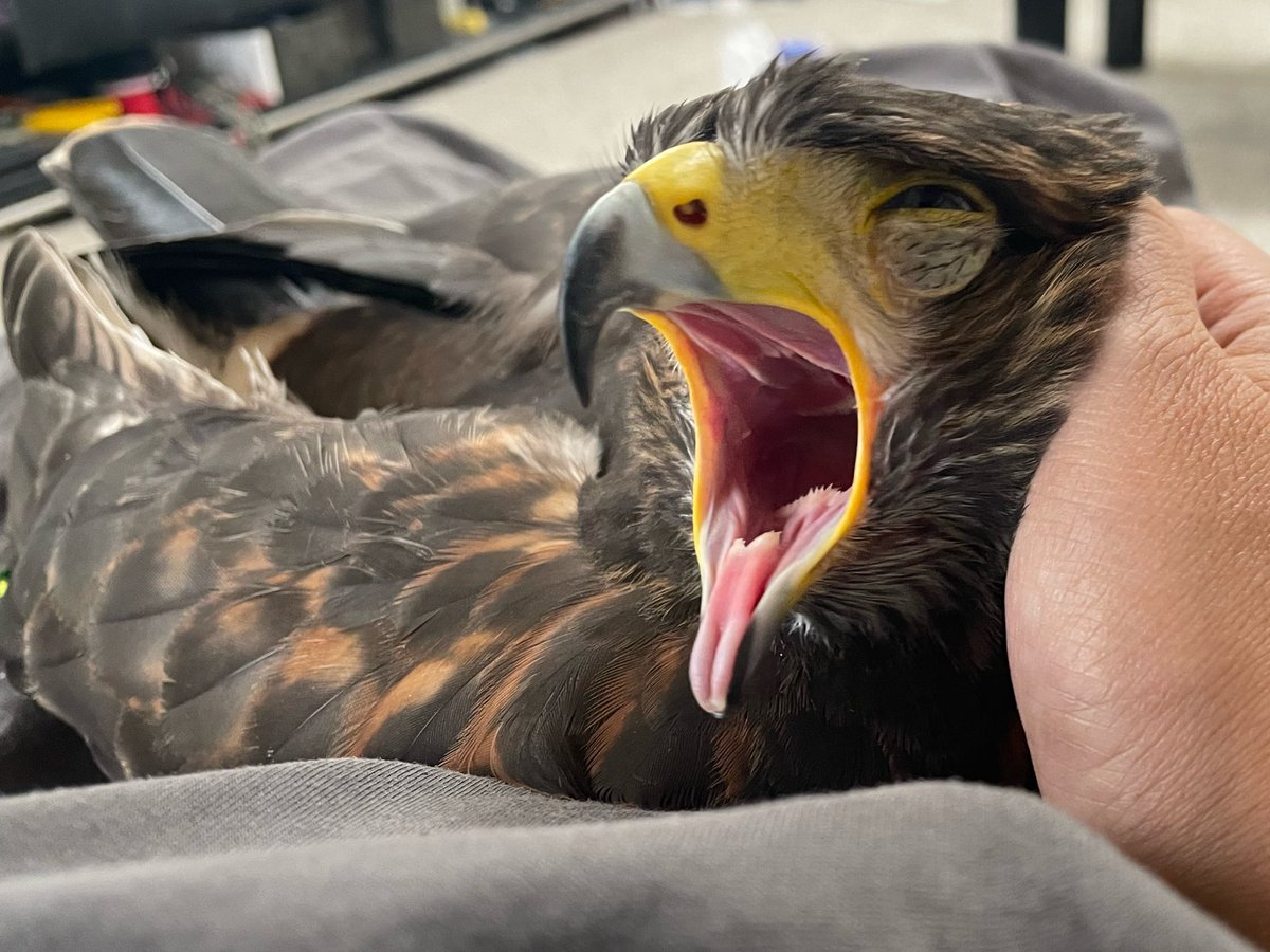 joh0225's tweet photo. 眠くなってきた鳥。

なんちゅう顔しとるんだキミは https://t.co/7ENEOV5NFm