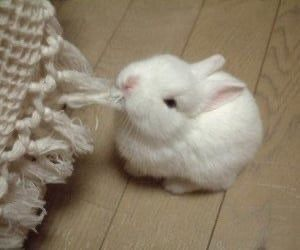dependsnt's tweet photo. bunny bunny bunny https://t.co/d8EZZQ9oBW