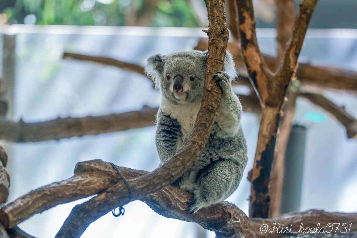 あずま🐨 📷2026.04 #あずま #コアラ #多摩動物公園