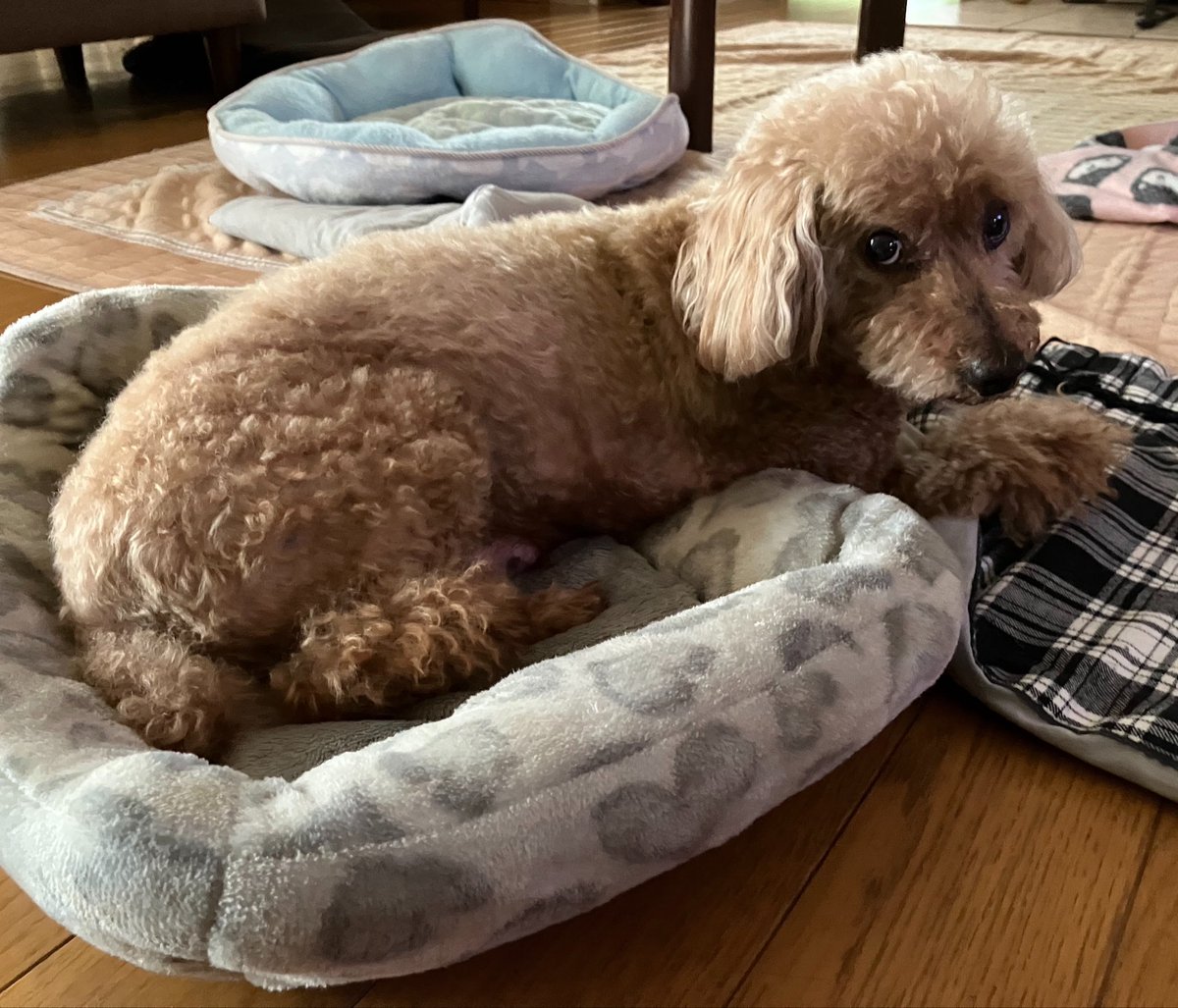 futatu1's tweet photo. おはわん🐶🔆｡°
梅雨明けした途端朝から暑い
体調に気をつけて過ごしてね
無理無く良い一日に•ᴗ•︎✿ https://t.co/7hKhuupfuP