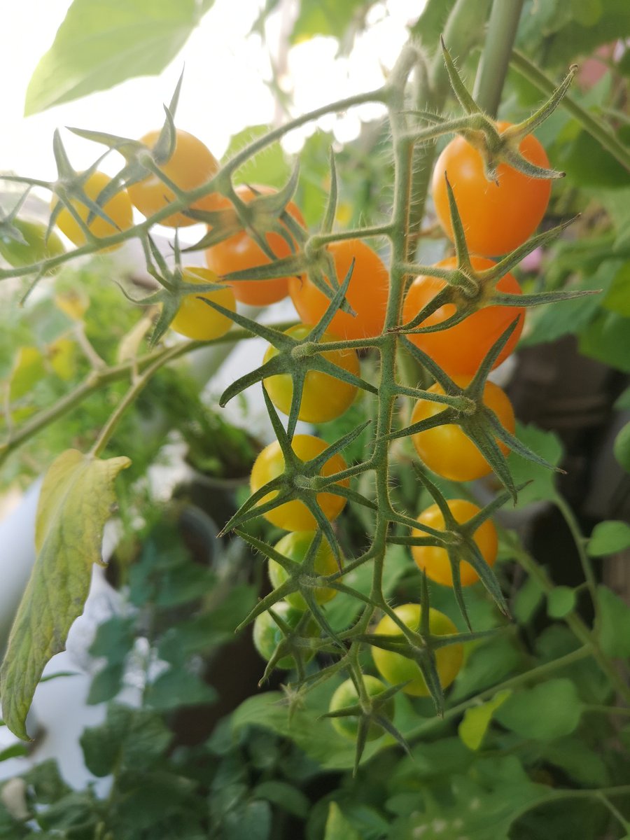 rascal_1136's tweet photo. 今日の収穫🌱
ミニきゅうり
ミニトマト🍅

第4果房の実がたくさん🍅🙌
きゅうりの根っこがすごーい！

収穫できるものが少なくなってきたから、種まきしようかな…

採れたて野菜食べて今日もお仕事頑張ろっと💪( ﾟ∀ﾟ)ﾉ✂️🐩
#ベランダ菜園
#水耕栽培 https://t.co/ftjkImiBIj