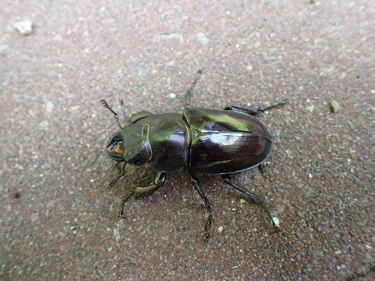 takinonomori's tweet photo. 道端をミヤマクワガタのメスが歩いていたので色んな角度から写真を撮ってみました！

やっぱり正面がかわいい！ https://t.co/PVJCxup21d