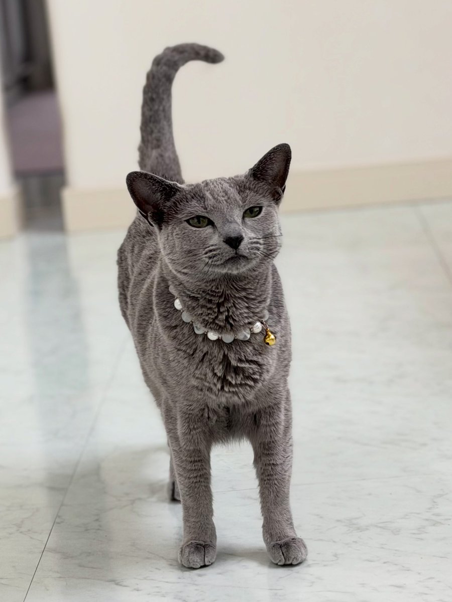 LisaLisa200601's tweet photo. おはニャン🐈🐈

#猫
#ロシアンブルー
#リサリサとリリー https://t.co/Nmzio7g2Wm