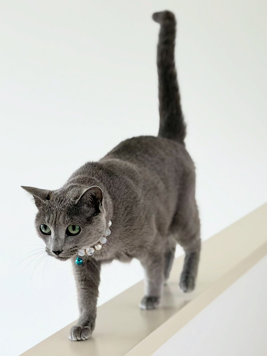 LisaLisa200601's tweet photo. おはニャン🐈🐈

#猫
#ロシアンブルー
#リサリサとリリー https://t.co/Nmzio7g2Wm