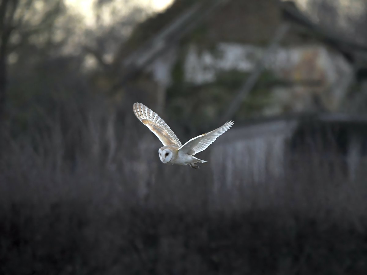 CarlBovisNature tweet picture