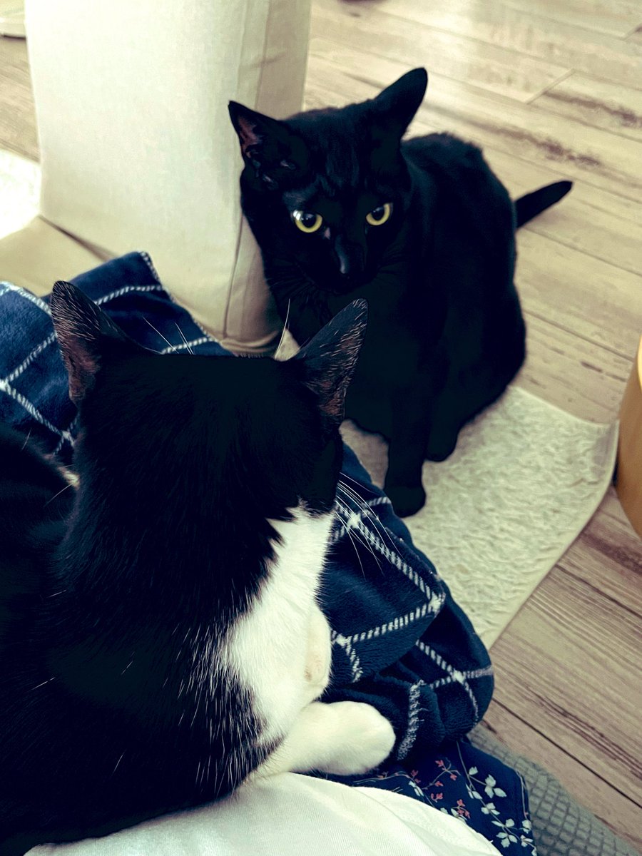 tabihaga's tweet photo. 朝のお膝の上は、順番待ちが出るほどの人気ですw
今日も一日ご安全に。 https://t.co/yQSIPOjV1E