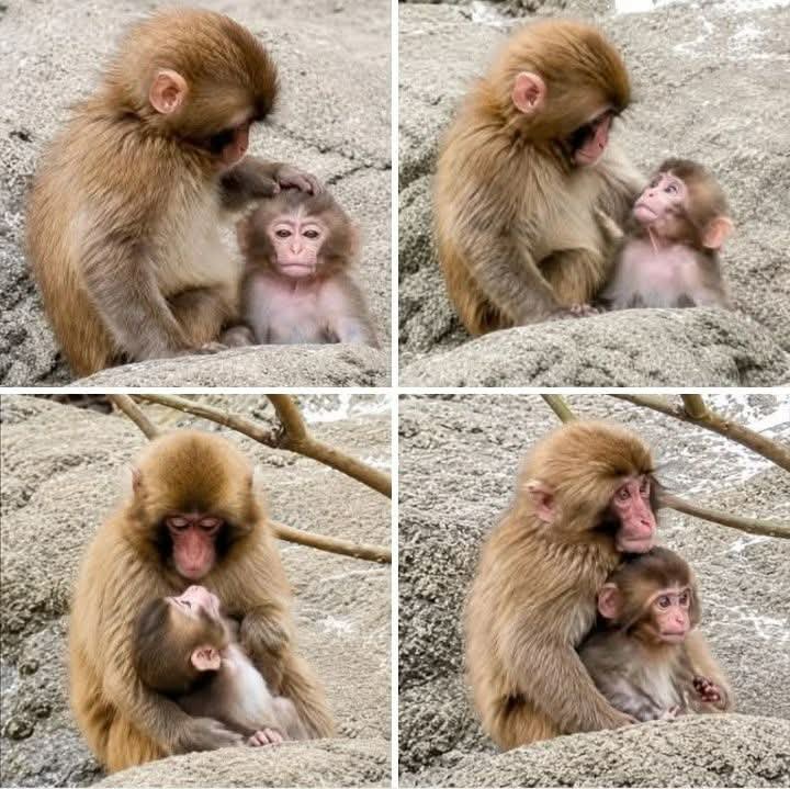 BellaIndirecta's tweet photo. Hacía rato que ya no veía a Punch, se ve hermoso junto a su nuevo bebé amiguito. 💕 https://t.co/E3h7SYoR5V