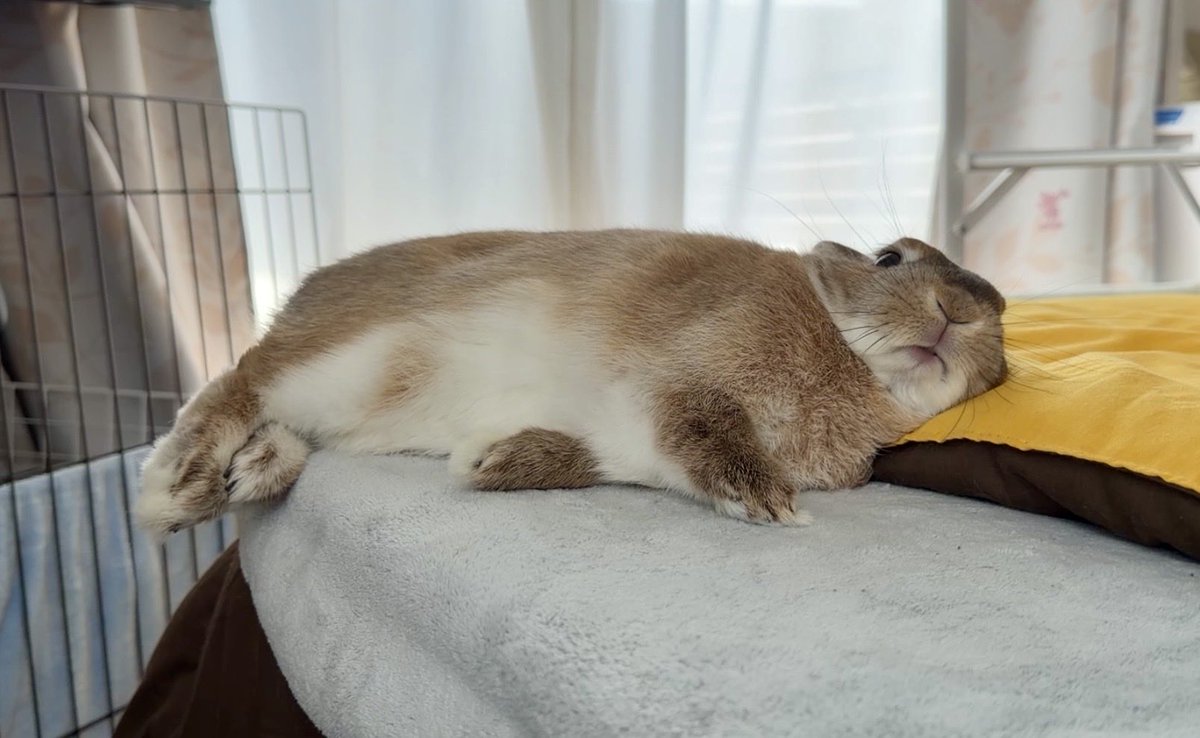 KohakuLapin's tweet photo. あざらしさん、もっと広いところあるのに、どうしてもそこに寝たかったのね　笑

#うさぎのいる暮らし https://t.co/g0GcMEm4eu