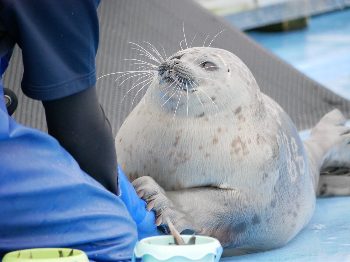 MMee_1123's tweet photo. 真摯にトレーニングに取り組むおれしゃま

#オホーツクとっかりセンター
#アザラシ #seal
#ましろ

撮影2026.06 https://t.co/PWbj4zxqdT