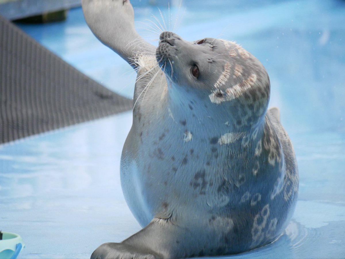 MMee_1123's tweet photo. 真摯にトレーニングに取り組むおれしゃま

#オホーツクとっかりセンター
#アザラシ #seal
#ましろ

撮影2026.06 https://t.co/PWbj4zxqdT