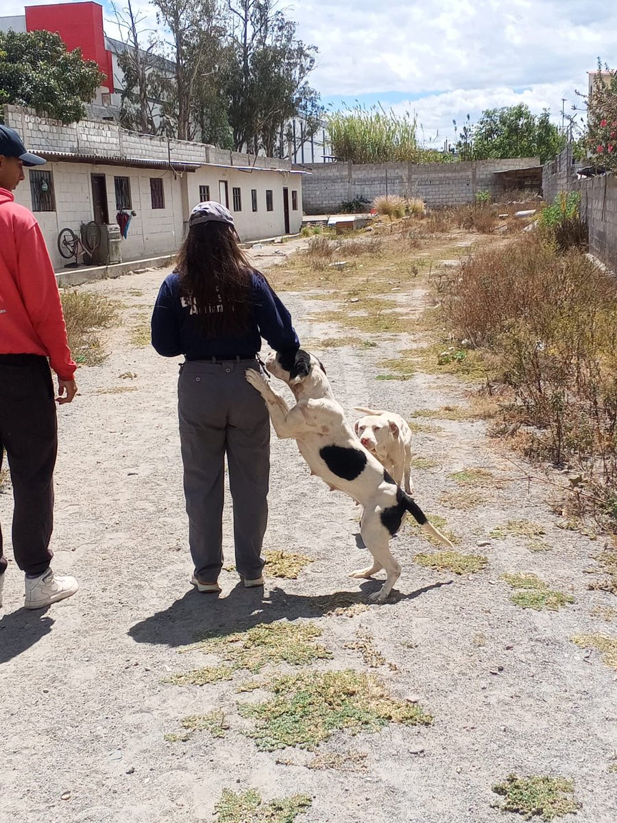 UBAQuito's tweet photo. 🐾🚨 #QuitoEnControl | Ante una alerta difundida en redes sociales sobre un ataque entre caninos en 📍San Antonio de Pichincha, el equipo de la UBA acudió al lugar para proteger a Layca, Coco y sus dos cachorros. https://t.co/5Ft4V3yaV4
