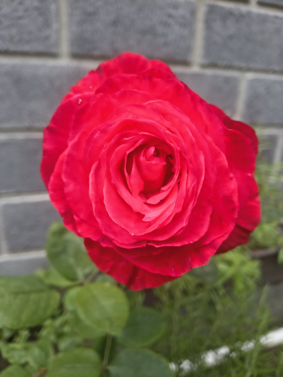 Cinthytch's tweet photo. "Fue el tiempo que pasaste con tu rosa , lo que la hizo tan importante” https://t.co/NddJi3eA6Y