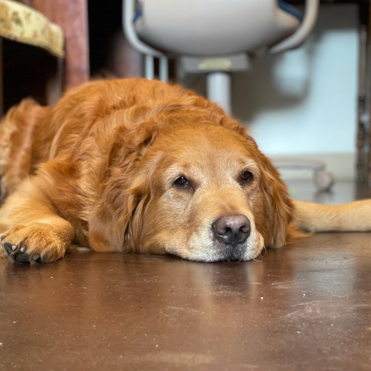 GregAbbott_TX's tweet photo. Today, we lost our irreplaceable retriever, Pancake, the First Puppy of Texas. 

Cecilia and I are so grateful for the 11 years that Pancake brought joy and affection to our family and to guests of the Mansion.

She will be greatly missed by all the Texans who met her. https://t.co/kRBCqEMvFQ