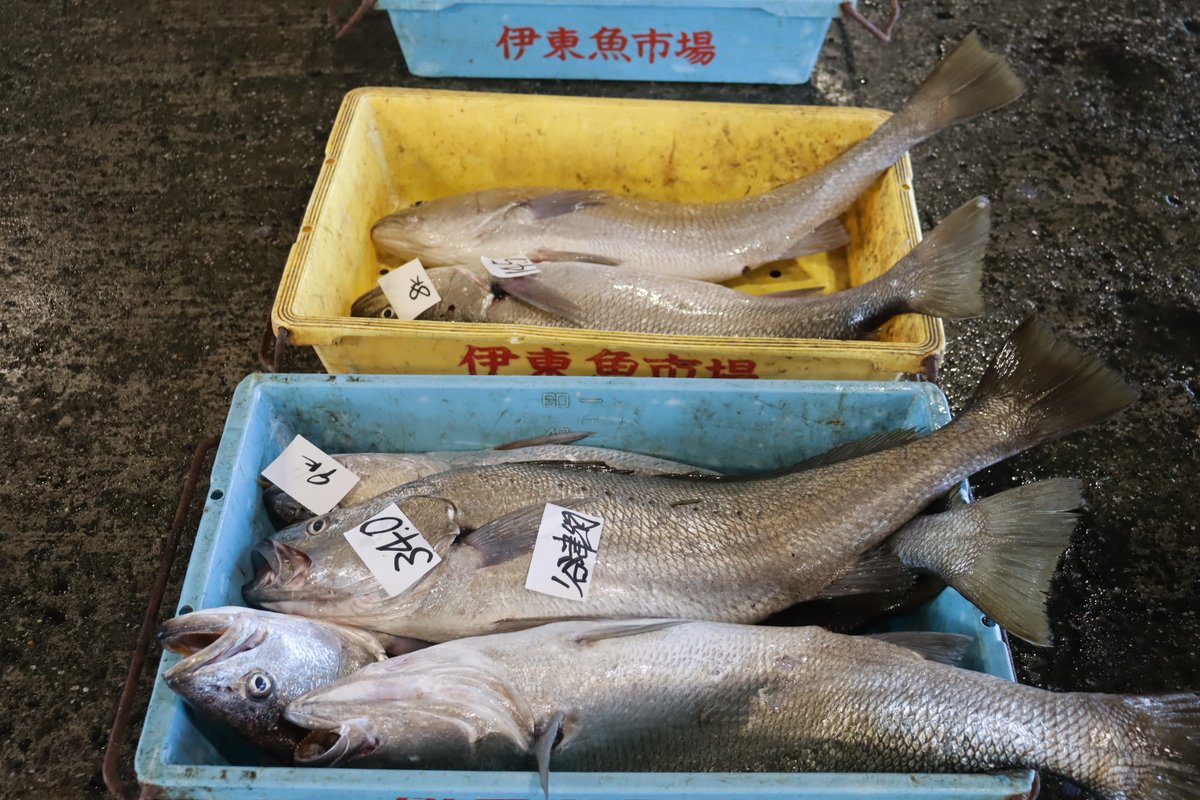 izunoumigasuki's tweet photo. 2026. 07.09

今朝、伊東魚市場に水揚げされた魚たちです🐟
どれもこれも美味しそうです😋

#伊東魚市場
#伊豆いとう地魚王国
#地魚美味しい
#伊豆の海が好き
#魚を食べよう
#水産資源を大切に
#さかなの日

写　　真・・・
左上・・カンパチ
左下・・キハダマグロ
右上・・タチウオ
右下・・ニベ https://t.co/meTZgmepUS