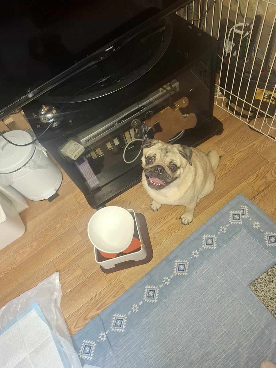 PUG_Azuki0820's tweet photo. おはようございます|дﾟ)ﾁﾗｯ

昨日の晩ごはん
鳥の塩麹��けを焼いたヤツ
イカオクラ、サツマイモ🍠タコ酢

本日の安否確認 👌

そして💩粗相のあと
スッキリして満面の笑顔のヒト 🐶

アカンやん❗
あと１歩のとこで トイレには入れんのは 何でやねん?! 🤔😑

本日もよろしくお願いします 😁 https://t.co/N60yeUGg0t