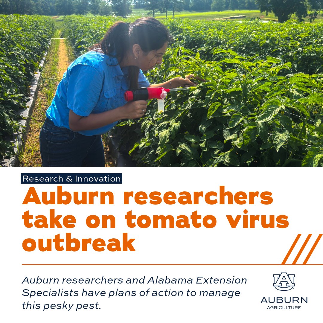 AuburnAg's tweet photo. A tiny pest is causing a big challenge for Alabama tomato growers. 🍅 

In response, Auburn researchers are leading a multi-state effort to better understand the virus, improve management strategies and provide growers with the tools they need.

More: https://t.co/JojwFlUGVW https://t.co/aD4NUQ7SYV