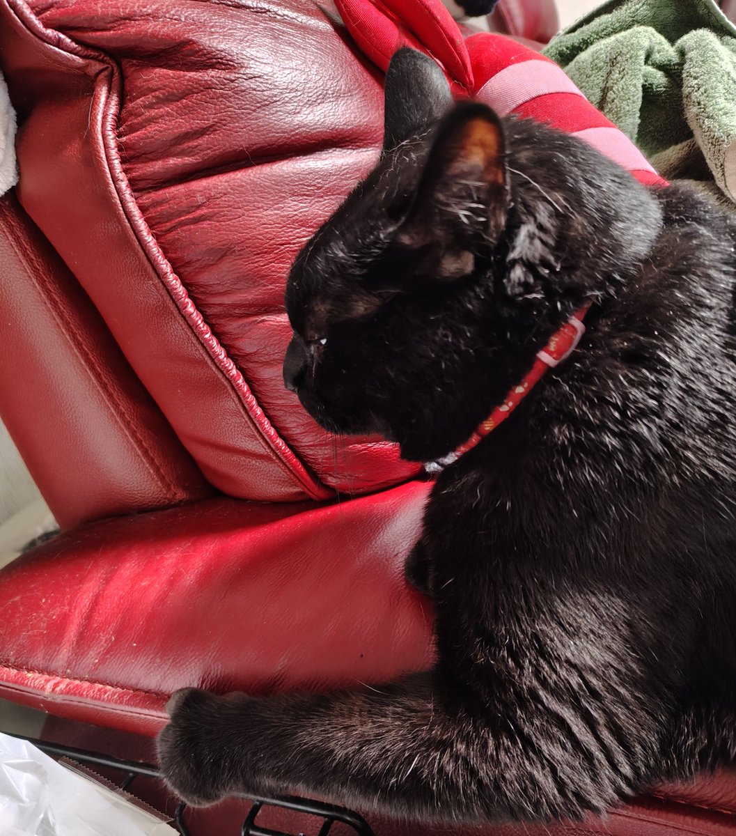tomox58's tweet photo. おはようございます
(=^・^=)
うちのこサビ猫ニャニャコさんと黒猫ノワールくんは、今朝も元気です😊

呼んでもこっちを見てくれない、シャイなノワールくんでした

#ニャニャコさん
#ノワールくん
#うちのこ可愛い
#よそのこも可愛い https://t.co/hbMYTorS7r
