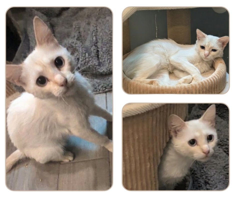 thetnrproject's tweet photo. COMING SOON: Chastity 
6‑month‑old Flamepoint Siamese, abandoned in El Monte/Azusa and found severely emaciated. She’s healing, talkative, and loves sunny windows. Sudden movements scare her, but she’s improving daily.
FOSTER NEEDED 
Help her feel safe again.
#tnrproject #adoptme https://t.co/p1ekFdZ3UZ