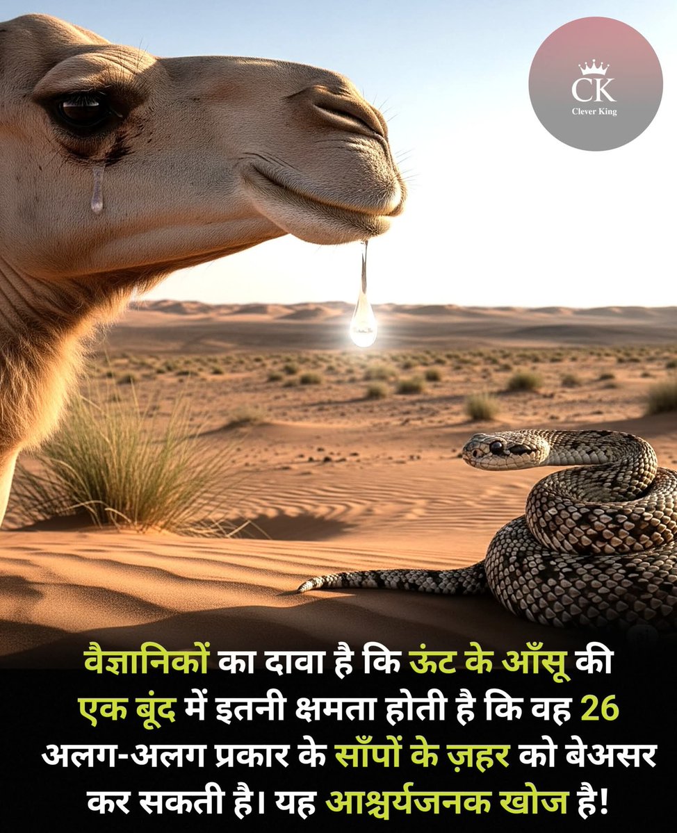 bushraahuja's tweet photo. ऊंट के आँसू की सिर्फ़ एक बूंद – 26 ज़_ह_री_ले साँपों का इलाज!
क्या कुदरत का ये सबसे रहस्यमयी अमृत है?
#camels #snake #facts #gk https://t.co/rwpTBejCaD