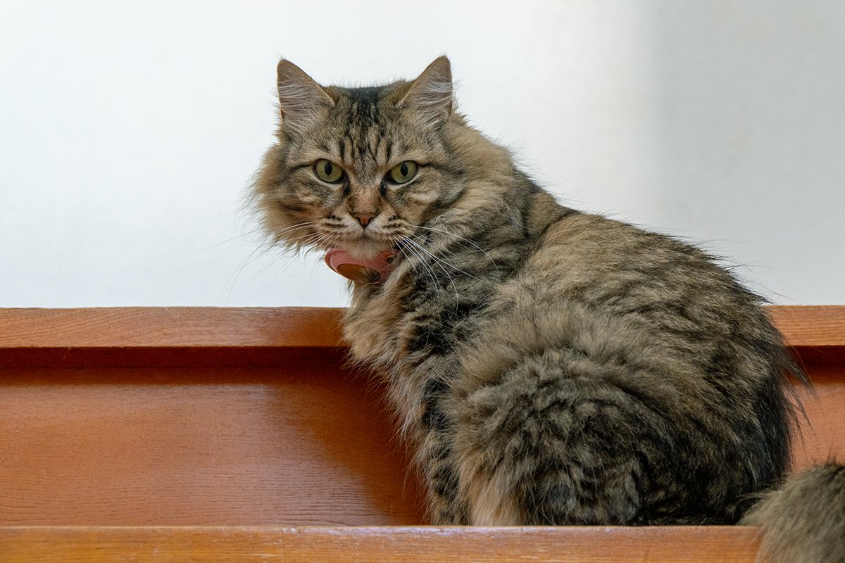 aoki_hoshi's tweet photo. おはようございます。
木曜日です。太陽ギラギラで朝から暑いです☀
特に、猛暑日予報が出ている地域の皆さま、熱中症にお気を付けください🌡️

つむぎは、階段を上ってるところでした。
「ん❓」という感じですね😊

#つむぎ #保護猫
#猫好きさんと繋がりたい
#猫のいる暮らし
#japan https://t.co/cDkV4PTyFW