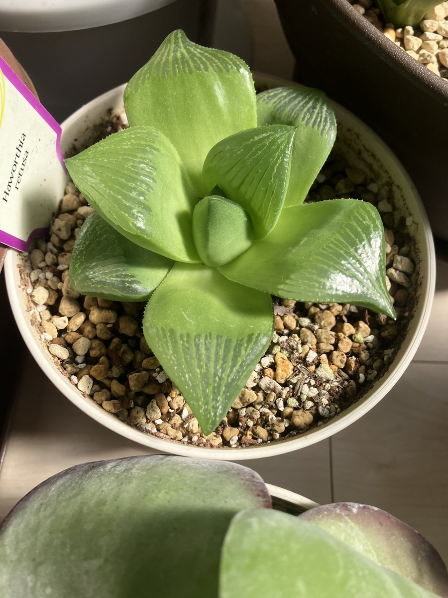 plants_taro's tweet photo. この見た目プニプニ感が最高😃

触るとあんまプニプニはしてないけどw

#ハルオチア 
#レツーサ
#多肉植物 
#観葉植物 https://t.co/MlsTFMuRTg