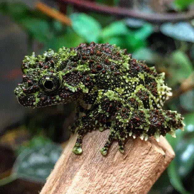 RealLifeFrog's tweet photo. I am at peace. I am happy. I am moss. https://t.co/LVxISxlhot