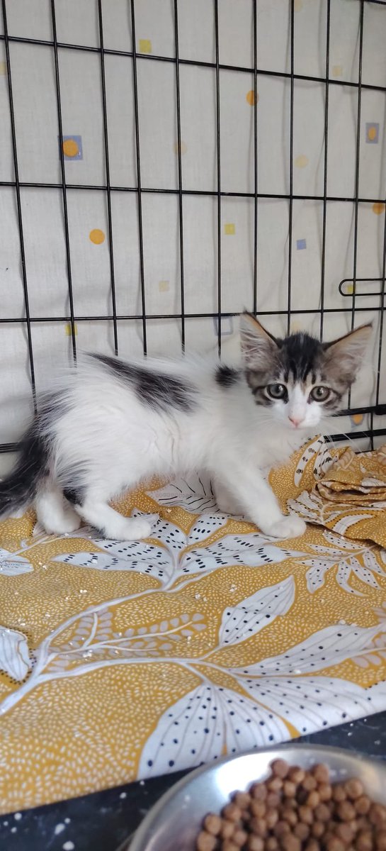 SilviaMylo's tweet photo. Y bien bonita que es la orejudita ♥️
 :
09.07.2026. MUY MUY URGENTE 🙏🏼🙏🏼

Necesitamos acogida o adopción para esta gatita casera de dos meses. Se ha caído su adopción. En dónde está corre mucho peligro tiene que salir de allí ya. Es muy urgente para poder salvarla y que no acabe mal.

Es muy pequeñita, muy buena y cariñosa. Está sana, vacunada, desparasitada y los tests han dado negativos a enfermedades.

Ahora mismo está en Alicante pero. Puede viajar.
Contacto 617 361 360