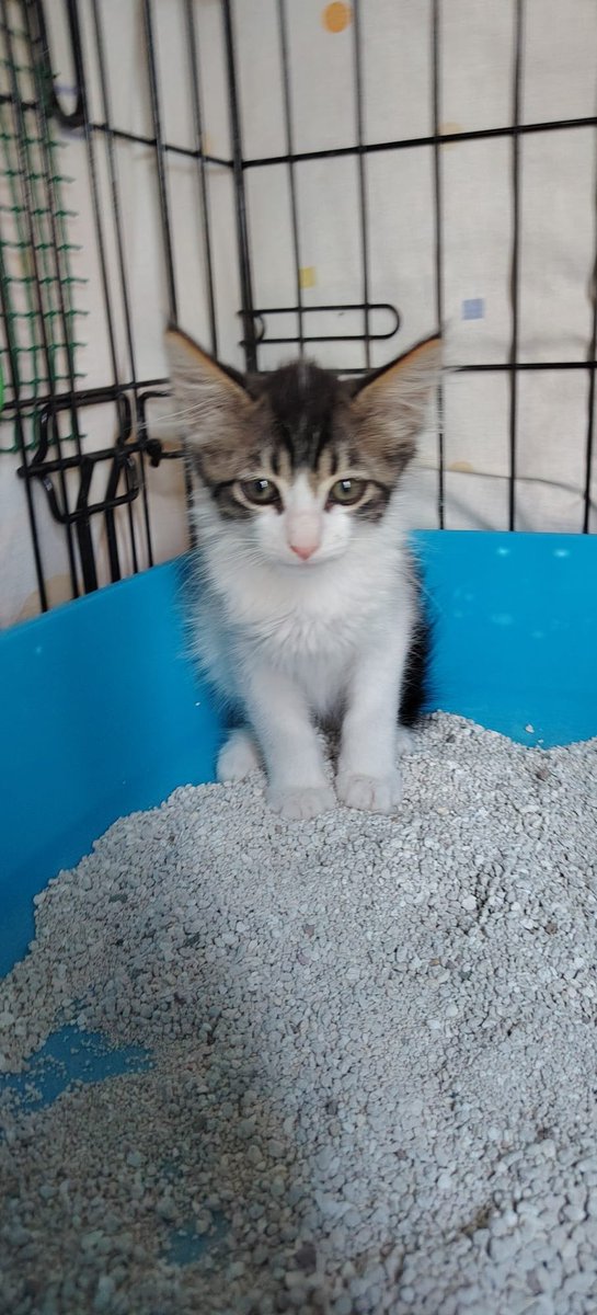 SilviaMylo's tweet photo. Y bien bonita que es la orejudita ♥️
 :
09.07.2026. MUY MUY URGENTE 🙏🏼🙏🏼

Necesitamos acogida o adopción para esta gatita casera de dos meses. Se ha caído su adopción. En dónde está corre mucho peligro tiene que salir de allí ya. Es muy urgente para poder salvarla y que no acabe mal.

Es muy pequeñita, muy buena y cariñosa. Está sana, vacunada, desparasitada y los tests han dado negativos a enfermedades.

Ahora mismo está en Alicante pero. Puede viajar.
Contacto 617 361 360