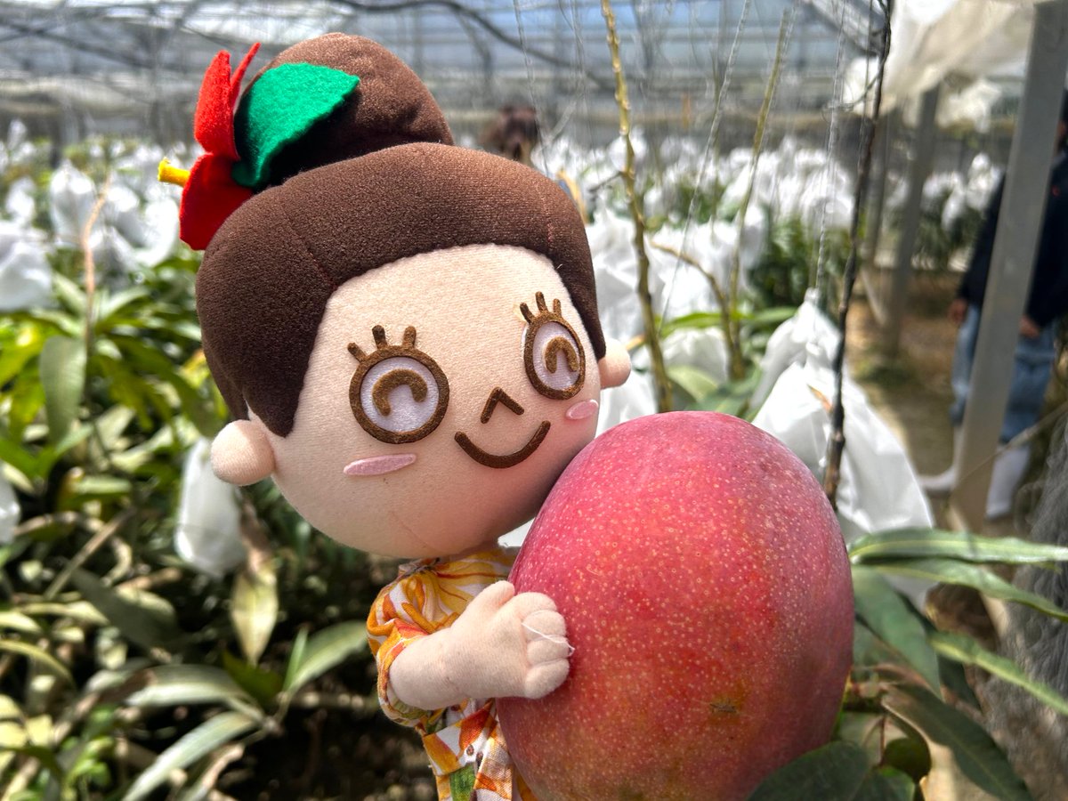 ✨🥭7月15日は #マンゴーの日🥭✨ 八重瀬町にある株式会社ヤマト農園