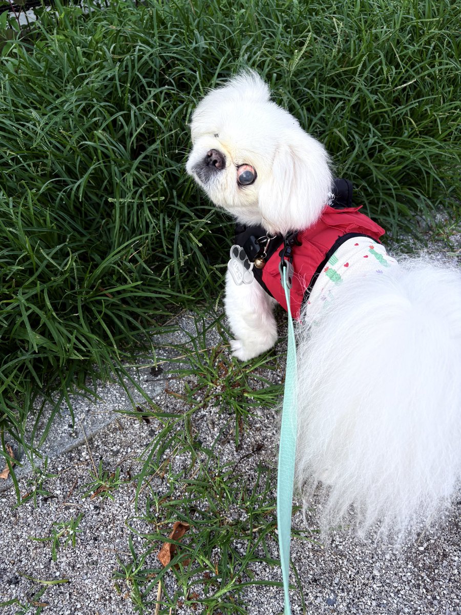 mofu2_paradise's tweet photo. お家7年2ヶ月と4日目のいちこ🐶
🐶「あたちのチェックは厳しいでつよ」
今日も公園内を厳しくチェック🤣いちこの散歩はくん活多めで中々進まない💦今日も暑いからそろそろエアコンつけようね🐳
#保護犬カフェ西八王子卒業犬
#いちこの仕事は元気でいる事 https://t.co/ExUOHvwAoJ
