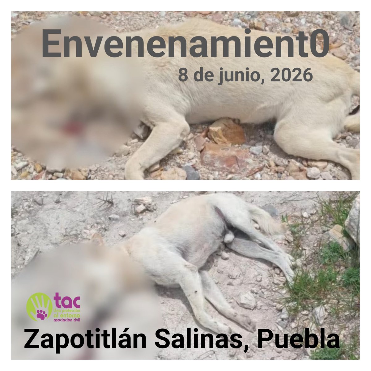 Tac_AC's tweet photo. ⚠️ Presunto envenenamiento de seres sintientes en Zapotitlán Salinas, Puebla.

El día de hoy se registró un hecho sumamente lamentable en el municipio de Zapotitlán Salinas, donde al menos cuatro perritos fueron encontrados sin vida por sus familias, con indicios de un presunto envenenamiento.

Desde tempranas horas de hoy,  la Fiscalía General del Estado de Puebla 
buscó a TAC – Una Protección al Entorno A.C. para coadyuvar en este caso.

Les informamos que ya se dió inicio a la denuncia correspondiente; el caso ya se encuentra en la Fiscalía General del Estado @FiscaliaPuebla . 

Asimismo, todo el procedimiento se ha llevado a cabo conforme a la ley, realizándose el levantamiento de los perritos por parte de las autoridades competentes y se gestionó todo para la realización de las pruebas periciales correspondientes, las cuales serán integradas a la carpeta de investigación como parte de los elementos de prueba.

Es importante señalar que esta es la segunda carpeta de investigación por presunto envenenamiento de perritos que se integra en el municipio de Zapotitlán Salinas durante lo que va de 2026, y refuerza la importancia de investigar y sancionar a los responsables.

Queremos hacer un llamado a la ciudadanía: la justicia no se obtiene únicamente pidiéndola en redes sociales. Para que un caso llegue a los tribunales y exista la posibilidad de obtener una sentencia condenatoria, es indispensable presentar la denuncia y reunir los elementos de prueba necesarios para acreditar los hechos.

Cada denuncia presentada, cada dictamen pericial y cada elemento de prueba representan un paso más para combatir la impunidad y lograr que quienes cometen actos de crueldad contra los seres sintientes enfrenten las consecuencias legales de sus actos.

Confiamos en que las investigaciones permitan identificar a la persona o personas responsables y que este lamentable hecho no quede impune.

Si alguna persona cuenta con información que pueda contribuir al esclarecimiento de estos hechos, le invitamos a comunicarse con nosotros o directamente con la Fiscalía General del Estado. Cualquier dato, por pequeño que parezca, puede ser de gran importancia para fortalecer la investigación y ayudar a identificar a la persona o personas responsables.

TAC, Una Protección al Entorno A.C.