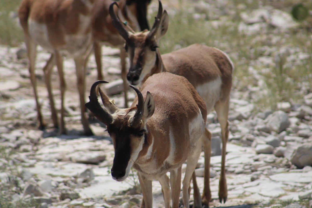 Carlosarty12's tweet photo. I photographed some pronghorns at Living Desert Zoo &amp; Garden State Park https://t.co/X2eZbzHLPv