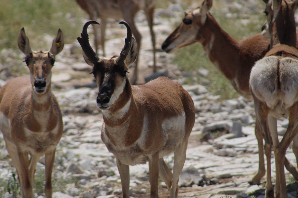 Carlosarty12's tweet photo. I photographed some pronghorns at Living Desert Zoo &amp; Garden State Park https://t.co/X2eZbzHLPv