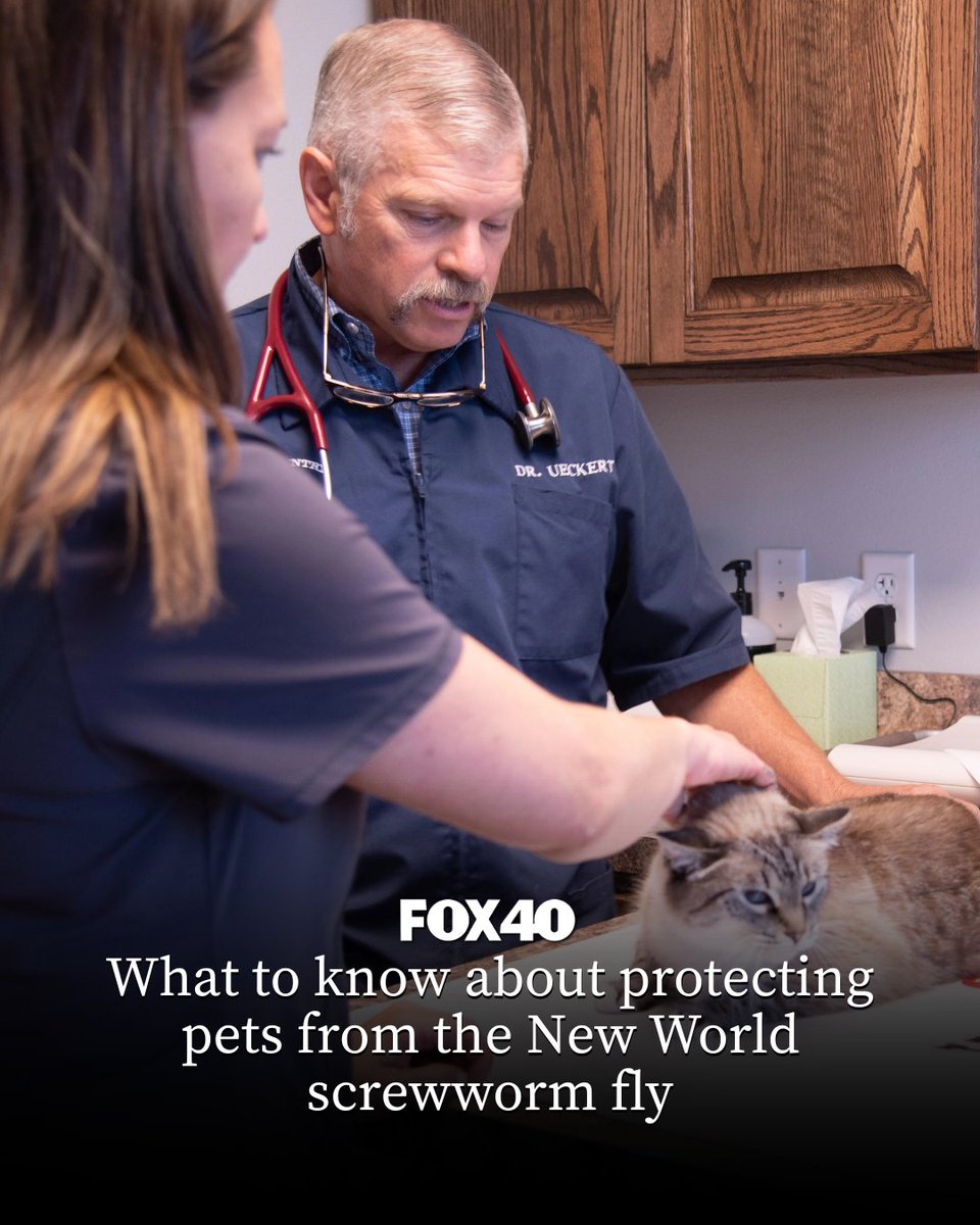 FOX40's tweet photo. The parasite reappeared in cattle in the U.S. in June, more than 50 years after it had been largely eradicated from the country.

Read more: https://t.co/VqB3AIX80G https://t.co/nTX0l3VoIk