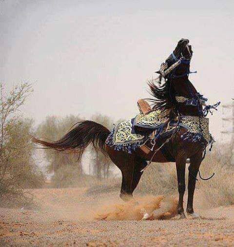 boh_Nn0's tweet photo. يانفس خلگ ᷂عزيــزه ☞
مثل وقفت   #الخيل  🐎
ماتهزگ رماح العدو لو هي كثيره .🎼 https://t.co/YtPwfmvg96