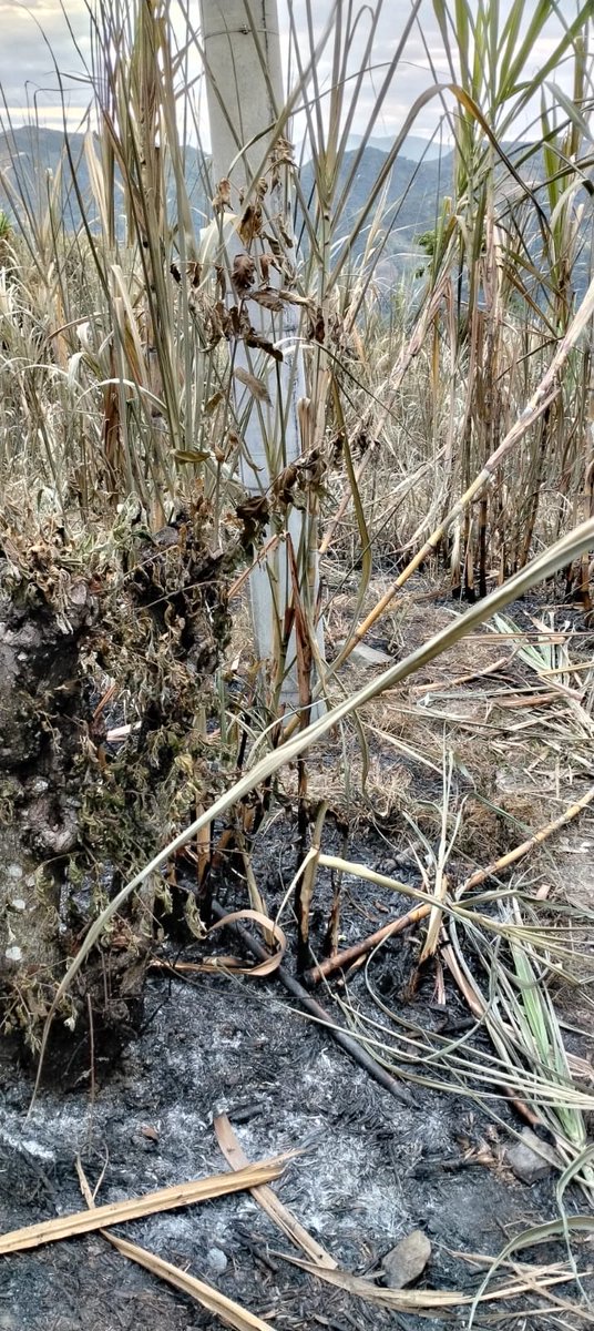 Alexand45574339's tweet photo. @EnelClientesCO La respuesta que me dan. Desde antier solicitamos ayuda de Enel, solo tienen una cuadrilla y está en la Vega, que esperemos. Otro incendio o que ? @Superservicios @RTVCnoticias Adjunto pruebas de lo que se está viviendo https://t.co/4cprWC6Imt