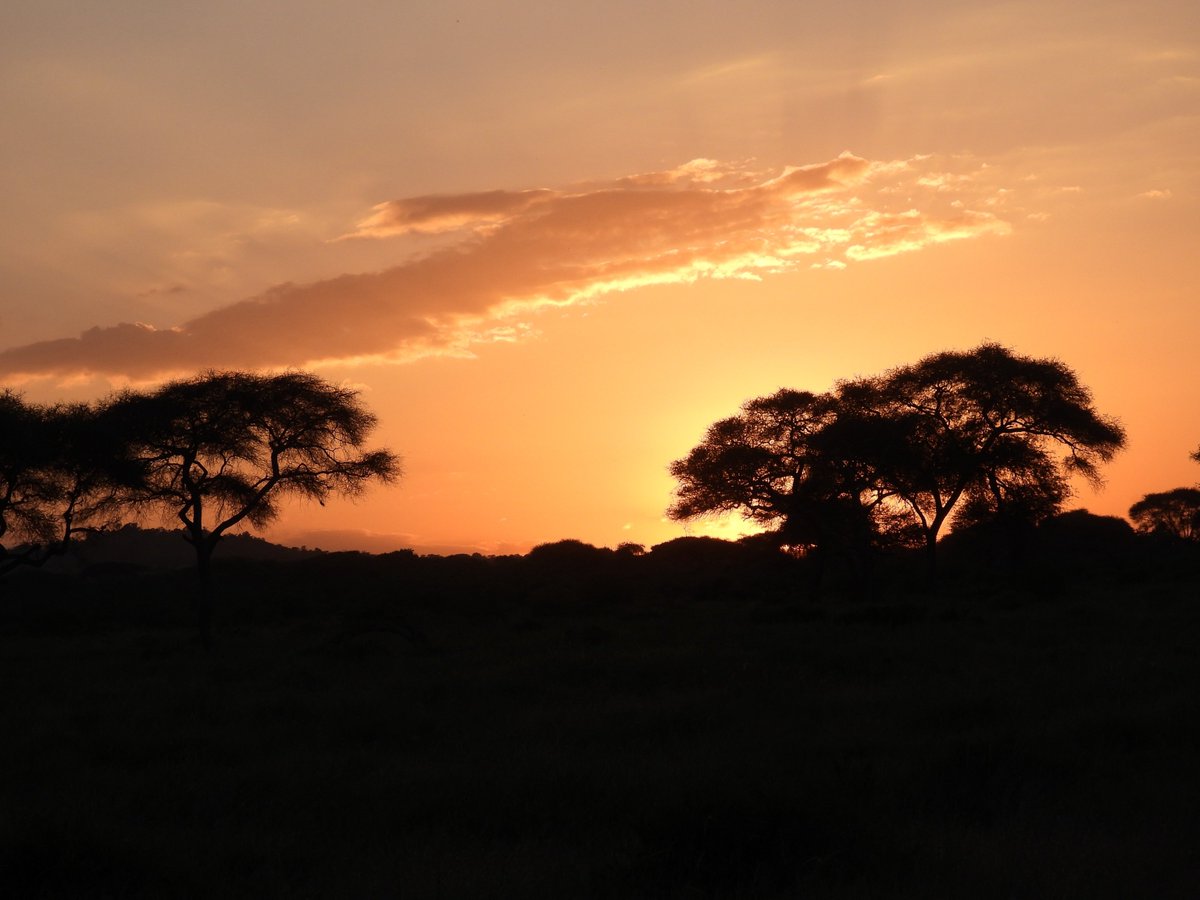 Safari_Captions's tweet photo. Nights 🌕 https://t.co/7SMUsppDla
