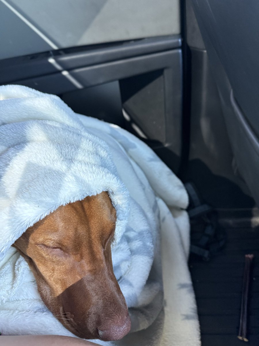 Soderqu6's tweet photo. Mick sleeping in the @cybertruck https://t.co/8axJUQFs6x