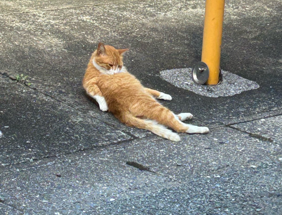 3030miou's tweet photo. 家出たらぬこさんいた！！
朝から癒された( *¯  ¯*)ﾑﾌﾌお仕事行ってきまｯｯ∠(　˙-˙ )／
皆も今日一日ゆるふぁいだぁよ https://t.co/LyEA3yJgUh