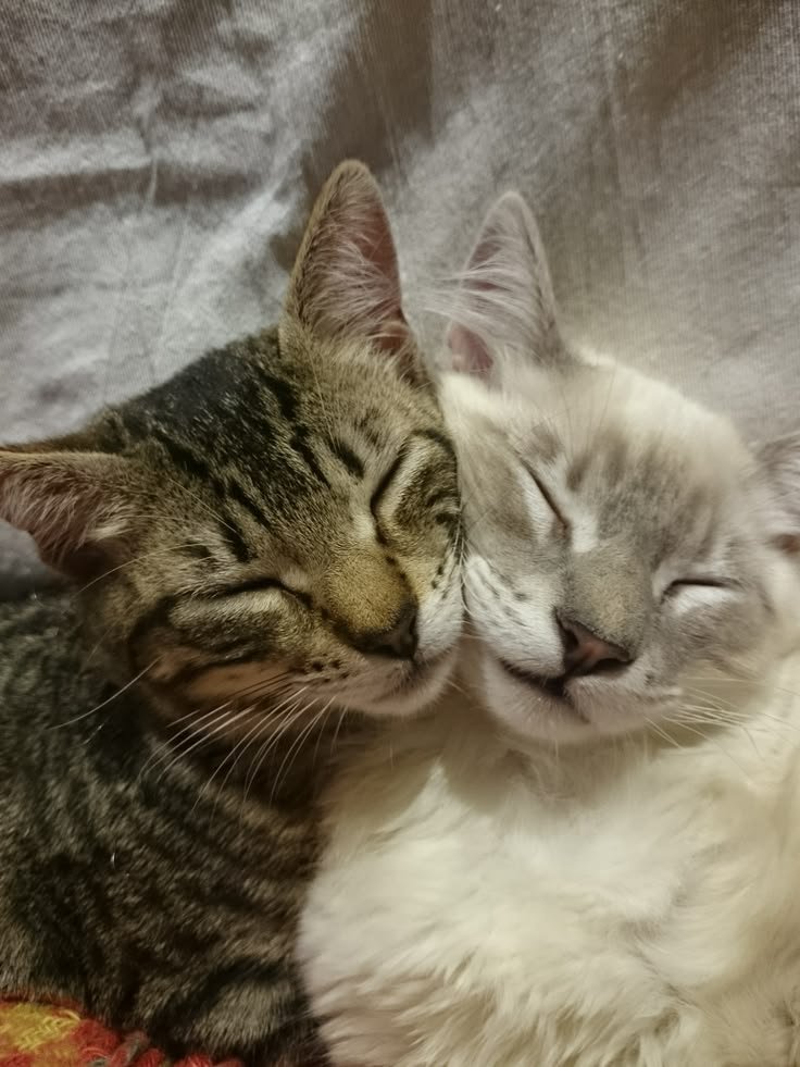 cats4meowberry's tweet photo. a purrfect pair 💗🐾 https://t.co/OSLdUvrkNN