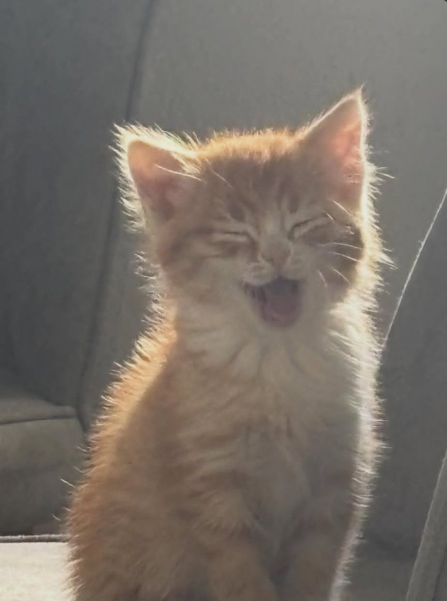 Graecie As Cats tweet media
