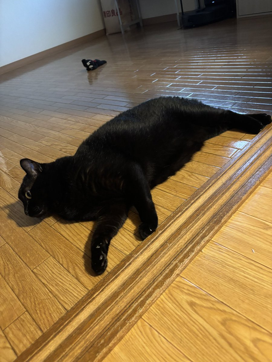 黒猫あさり (@kuro_asari5bee) / Posts / X
