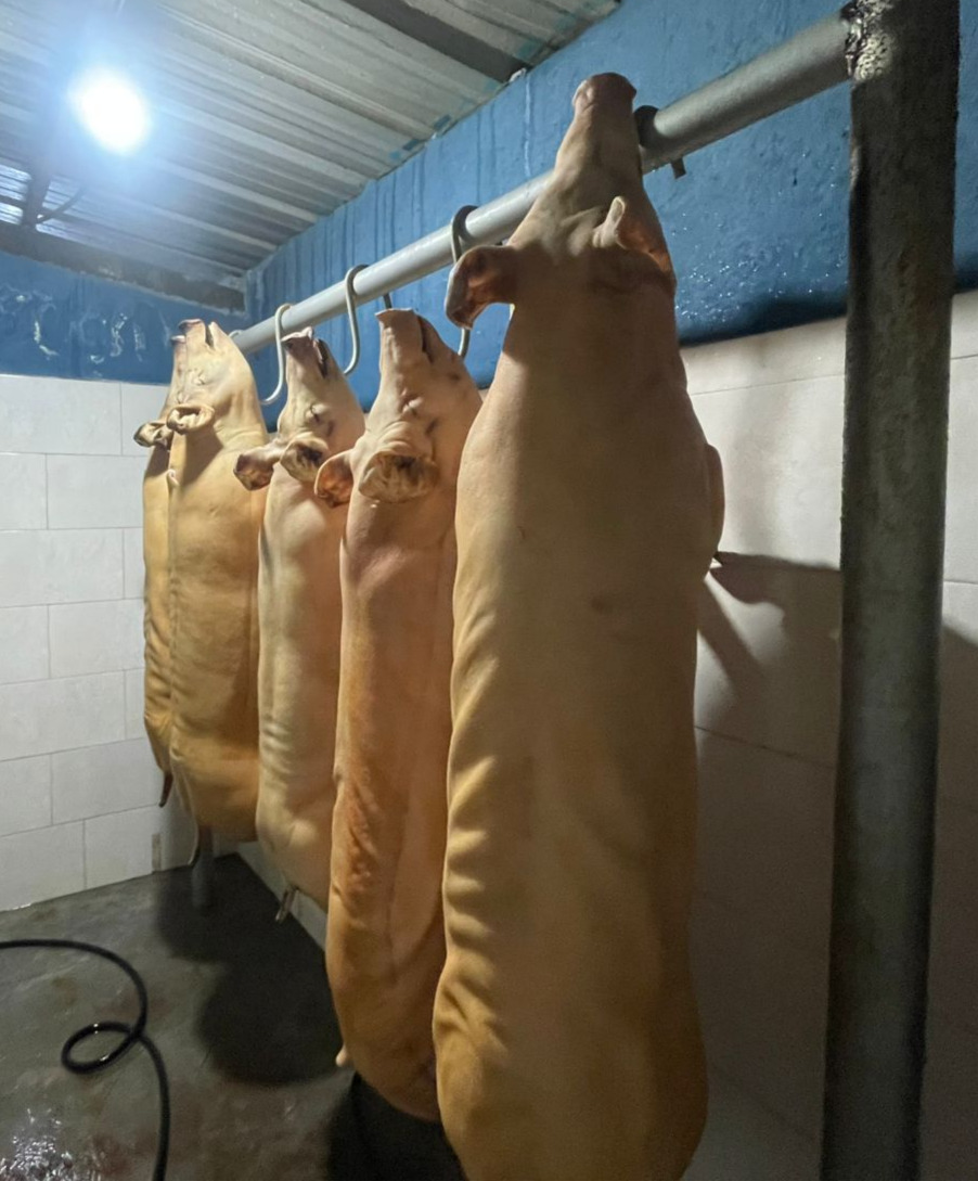 AgrocalidadZ2's tweet photo. #Napo | Realizamos la vigilancia y supervisión de carne porcina 🐷🐽 en el Camal Municipal de Quijos, para garantizar la inocuidad al proceso de faenamiento y fortalecer las cadenas agroalimentarias mediante la Resolución-003.
#EcuadorEsCalidad #JuntosCostruimosElAgro https://t.co/KDazmStkWi