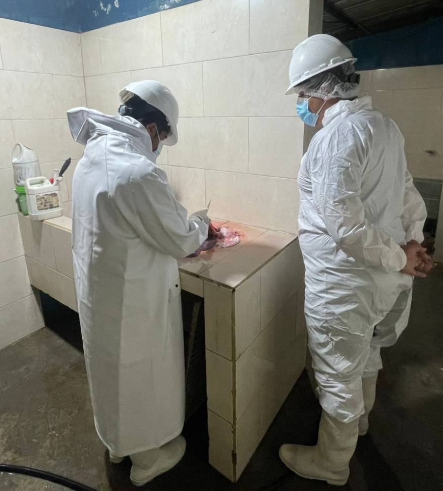 AgrocalidadZ2's tweet photo. #Napo | Realizamos la vigilancia y supervisión de carne porcina 🐷🐽 en el Camal Municipal de Quijos, para garantizar la inocuidad al proceso de faenamiento y fortalecer las cadenas agroalimentarias mediante la Resolución-003.
#EcuadorEsCalidad #JuntosCostruimosElAgro https://t.co/KDazmStkWi